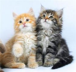 Зображення користувача svetka.