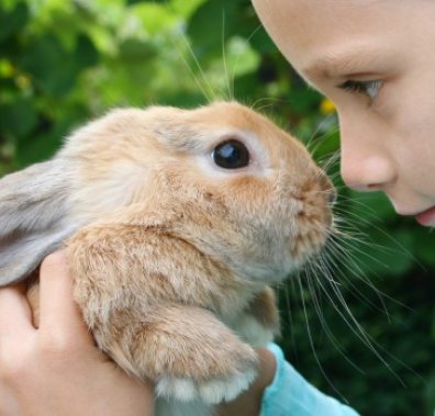Домашній кролик