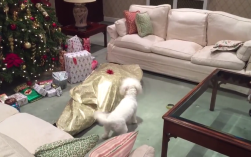 Цуценя на новий рік