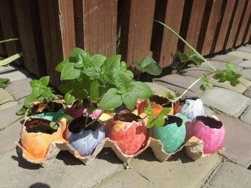 базилик базилик